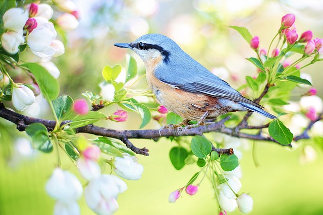 Blomsteropsatser som terapi: Sådan kan de forbedre dit humør